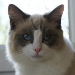 FLOYD - Chatterie Ragdolls du Val de Beauvoir